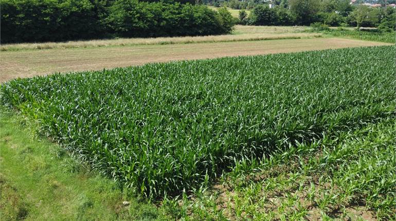 Ottimo Terreno agricolo a Fenegrò 